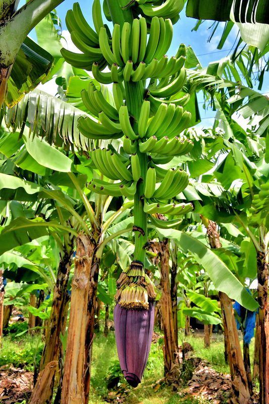 Saint Lucia banana plantation